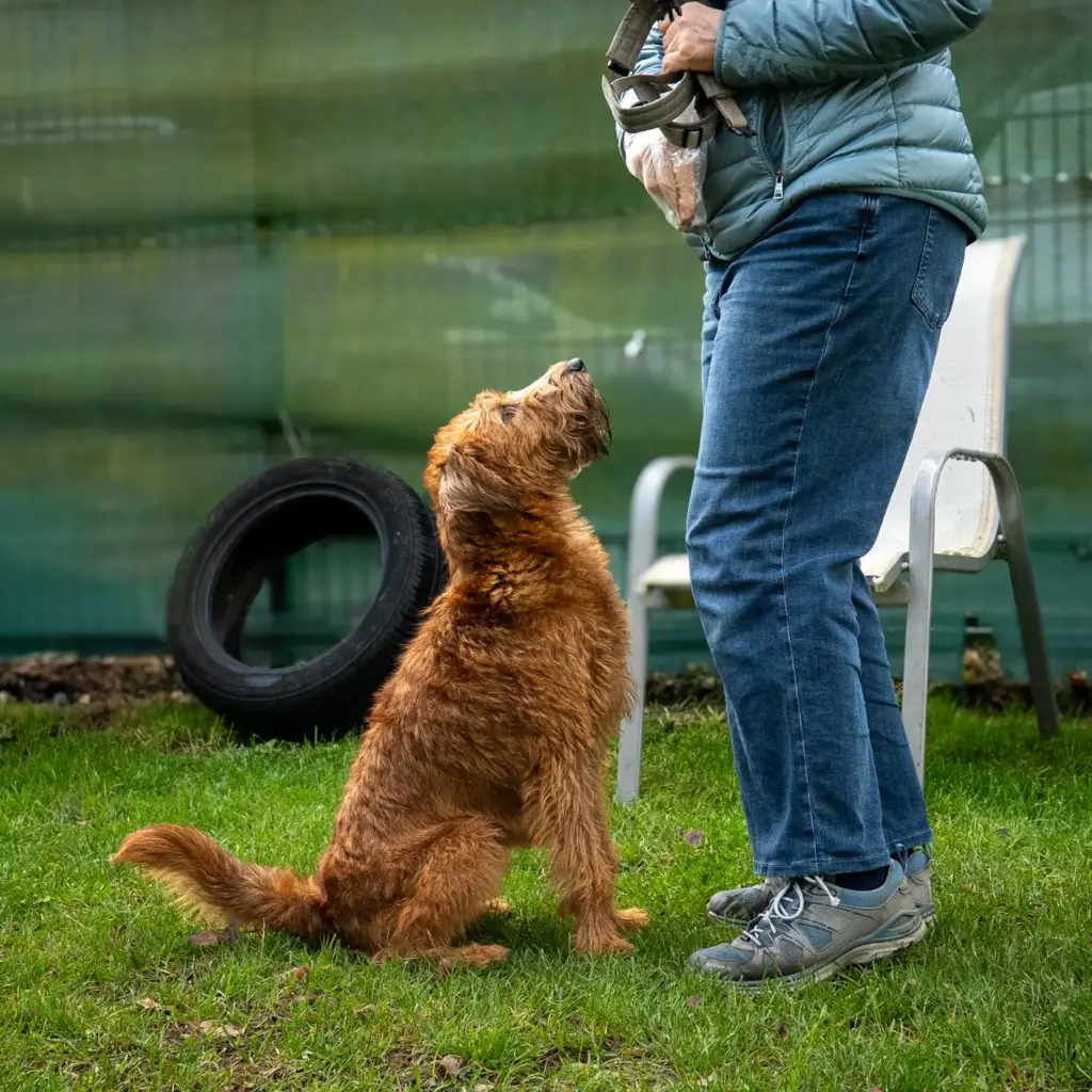 Hund | Hundeschule Haase | Hundeschule Oldenburg