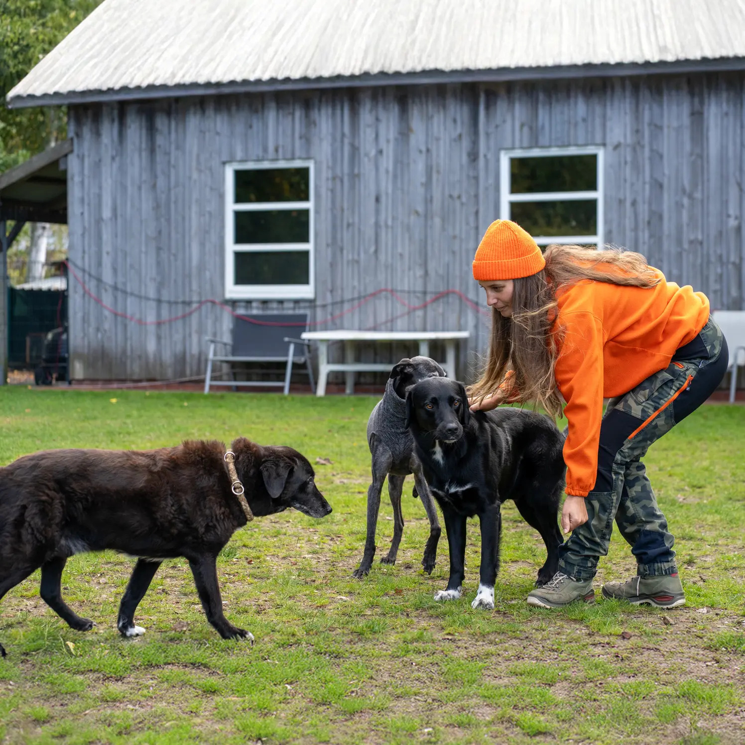 Junghunde | Hundeschule Haase | Hundeschule Oldenburg