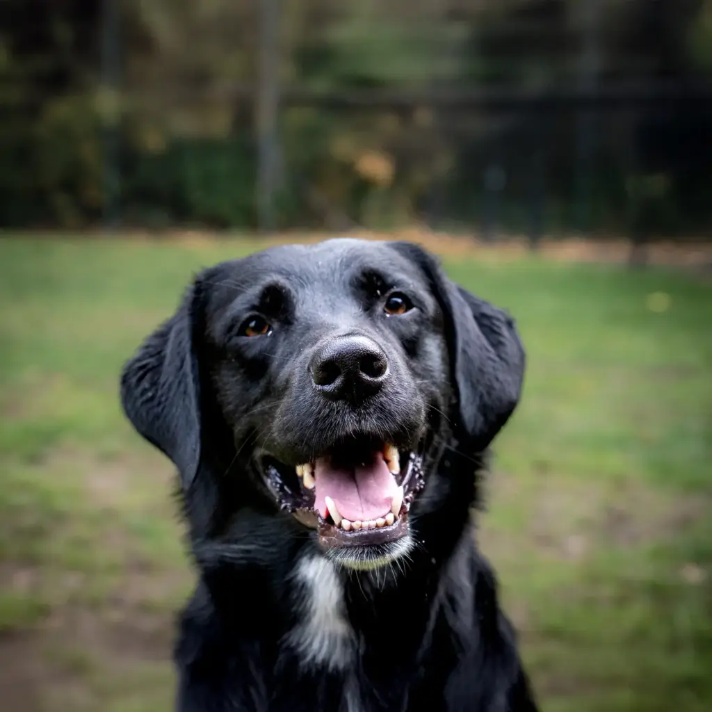 Labrador | Hundeschule Haase | Hundeschule Oldenburg