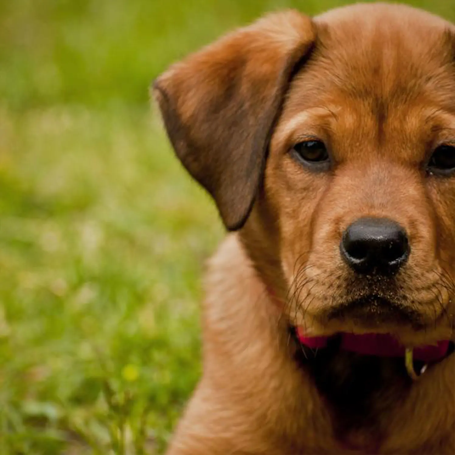 Welpen grossrassig | Hundeschule Haase | Hundeschule Oldenburg