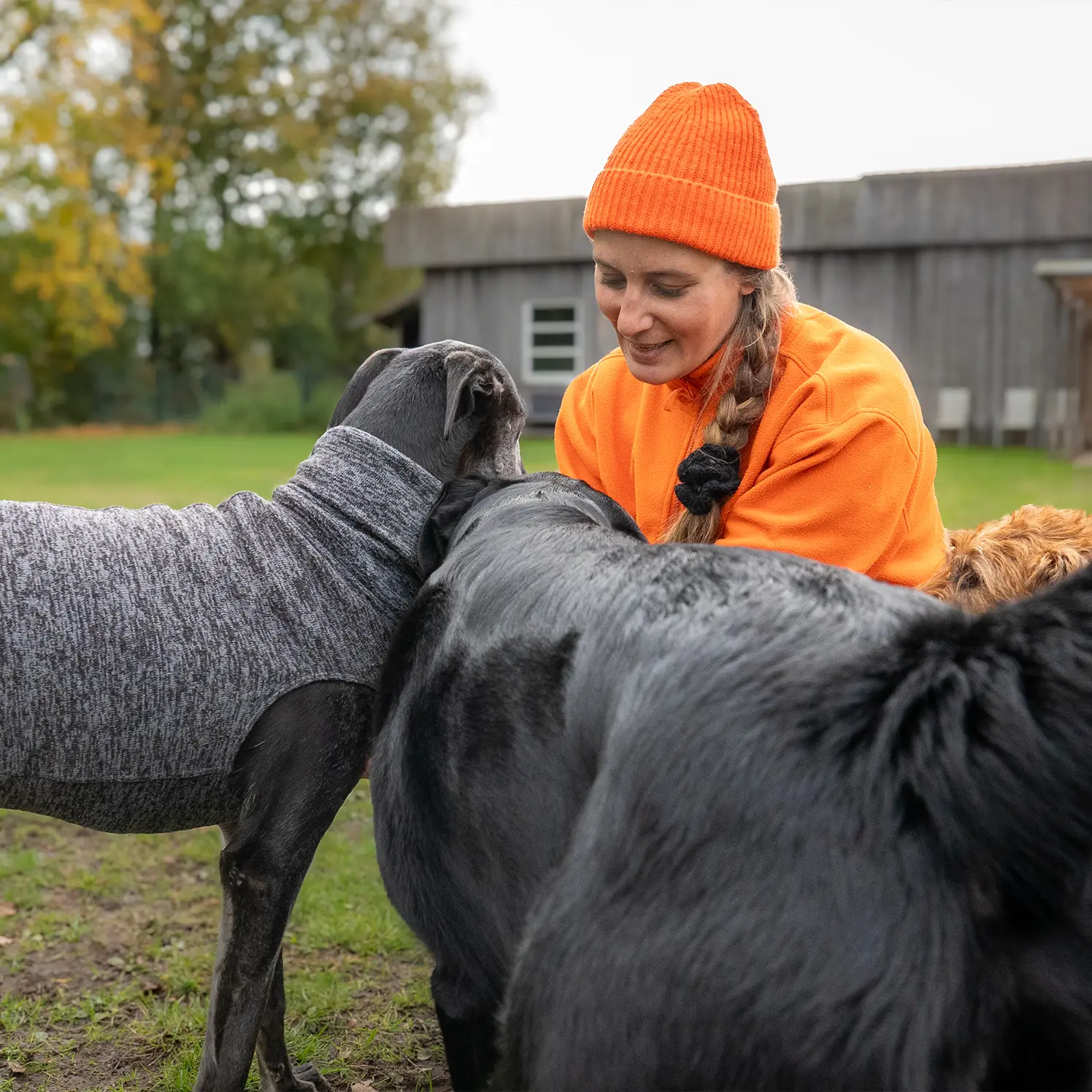 Beratung | Hundeschule Haase | Hundeschule Oldenburg