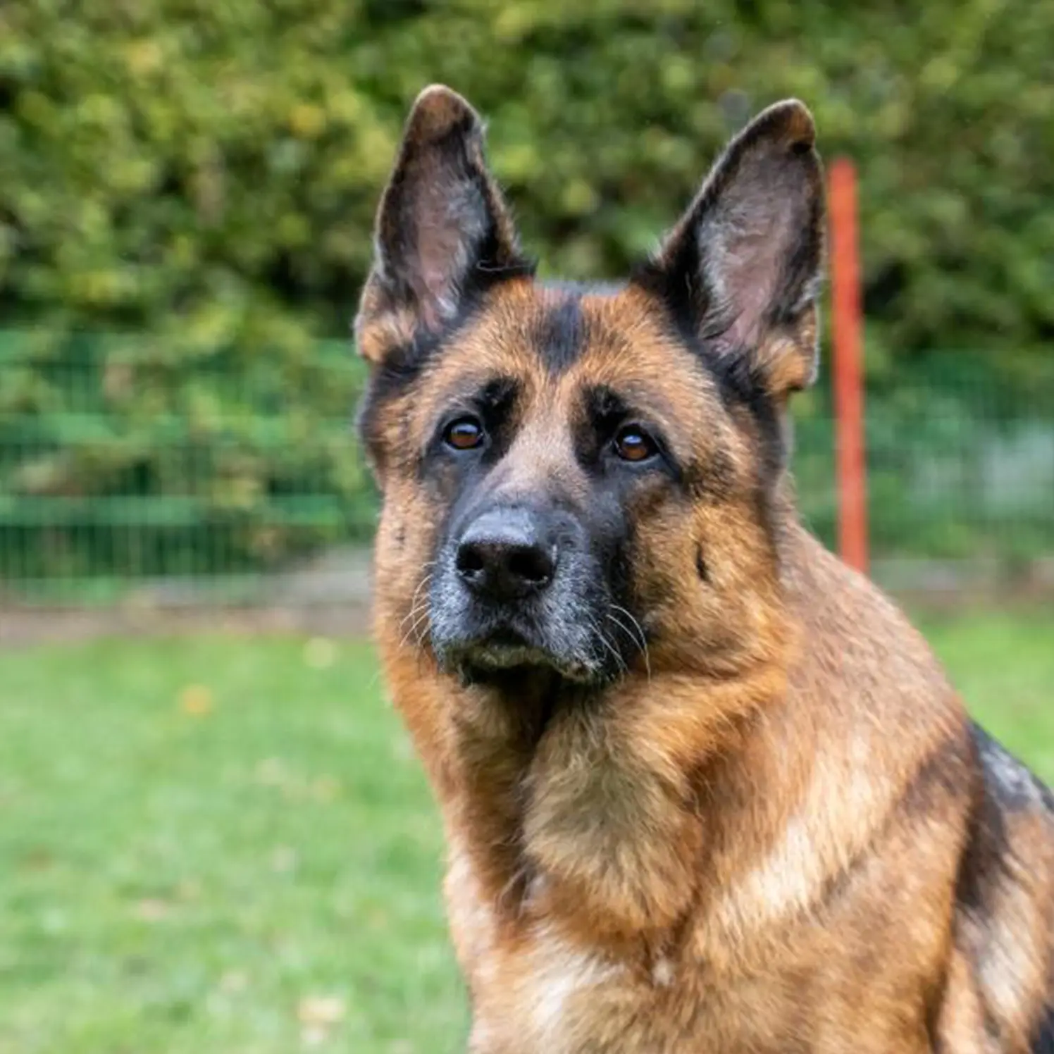 Nasenarbeit | Hundeschule Haase | Hundeschule Oldenburg